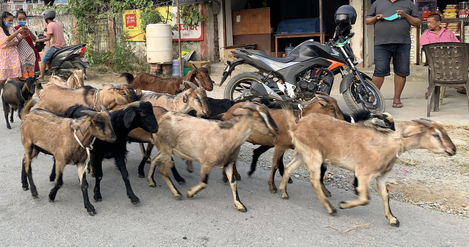 कारागारमा रहेका कैदीबन्दीलाई खसी