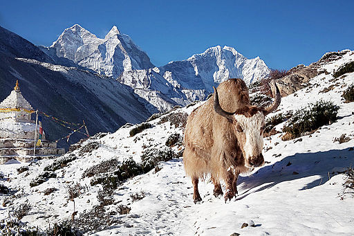 क्याबिनेटद्वारा सगरमाथाको नयाँ उचाई घोषणा गर्न स्वीकृति प्रदान गरियो