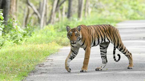 मोतर्साइकल्मा सवार महिलालाई बाघले आक्रमण गर्यो