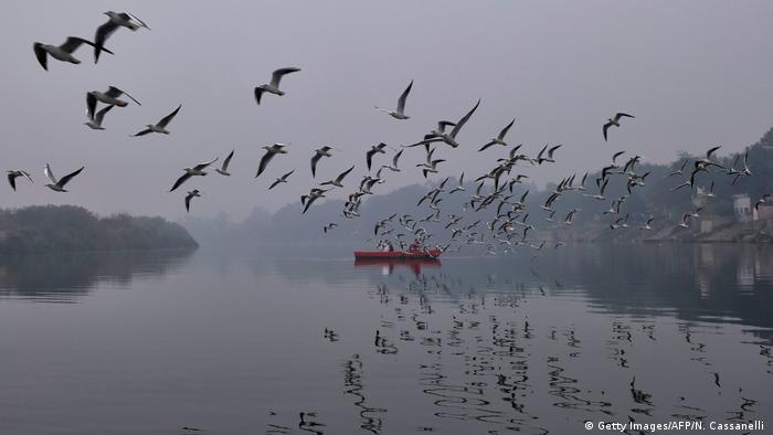 नारायणी नदीको भङ्गालोमा भेटिए गङ्गाचिल र ग्रेटर हवाइट फन्टेड गुज नामक नयाँ चरा