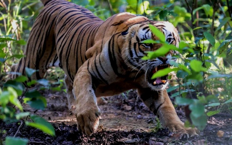 चितवनमा बाघको आक्रमणबाट एक जनाको मृत्यु