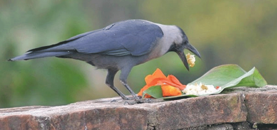 आज काग तिहार