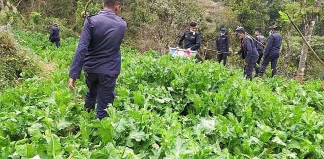 १३० बिघामा लगाइएको अफिम खेती मकवानपुर प्रहरीले नष्ट गर्‍यो