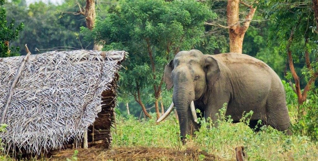 झापामा हात्तीकाे आक्रमणबाट एक जनाको मृत्यु