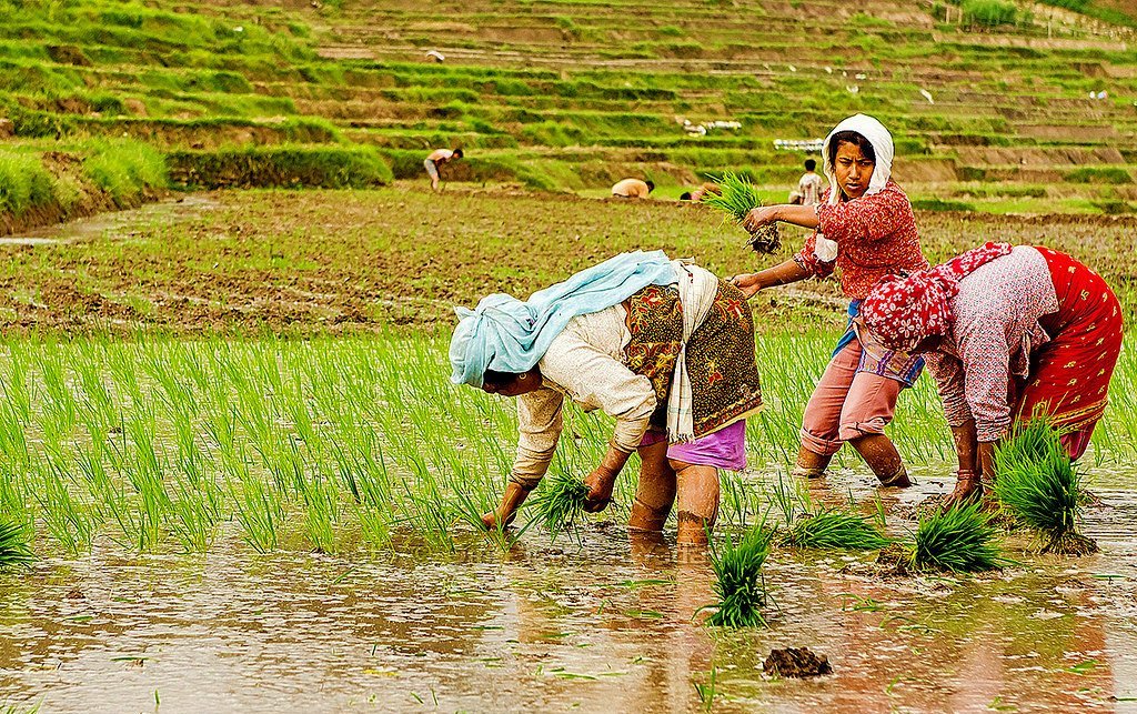 आज असार १५, धान दिवस मनाइँदै, दही चिउरा खने दिन