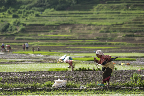 आज राष्ट्रिय धान दिवस, दही चिउरा खाएर मनाइँदै