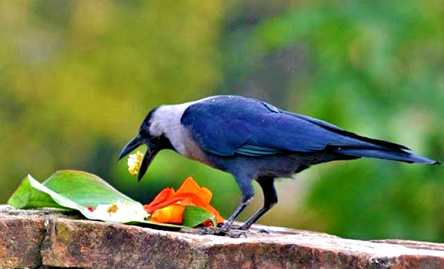 आज काग तिहार पर्व मनाइँदै